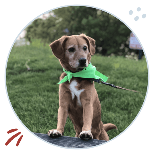 Dog wearing a green bandana standing on grass. Pet food erie, PA