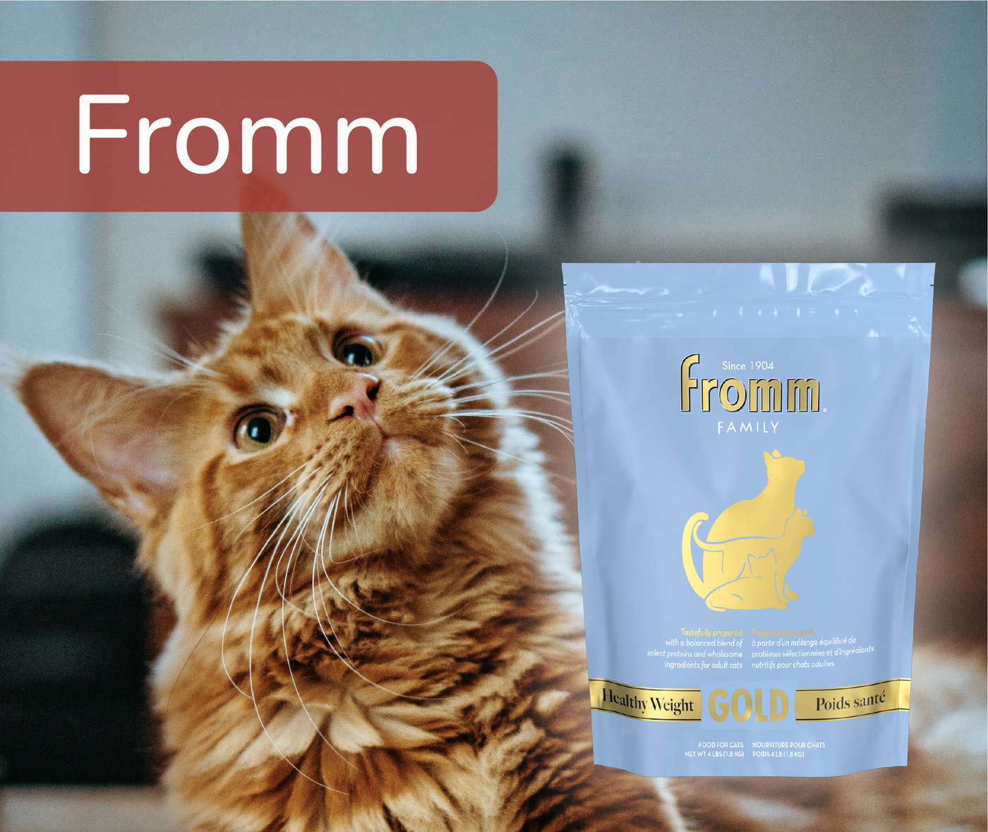 Cat looking at a Fromm pet food package