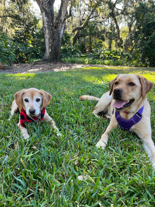 Two dogs sitting on a grassy area with trees in the background. Horstman and Sons family pets