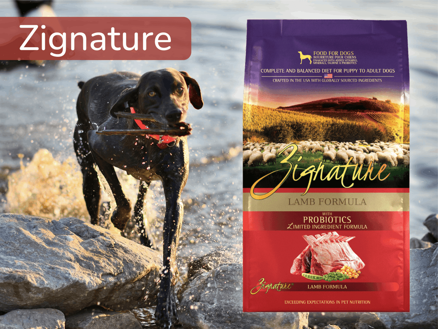 Dog running with a Zignature lamb formula dog food package in the foreground.