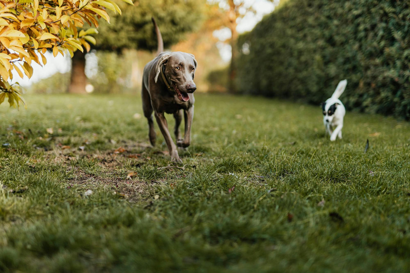 Two dogs running on a grassy field with trees and bushes in the background; horstman and sons erie