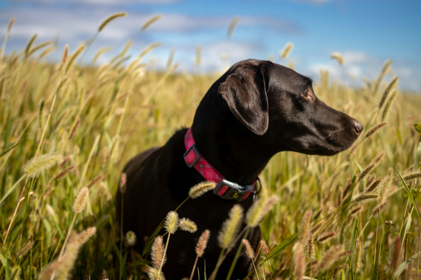 Black dog with a pink collar standing in a field of tall grass. Horstman and Sons Erie PA