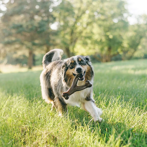 Benebone
