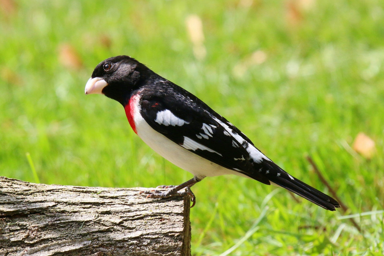 Wild Bird