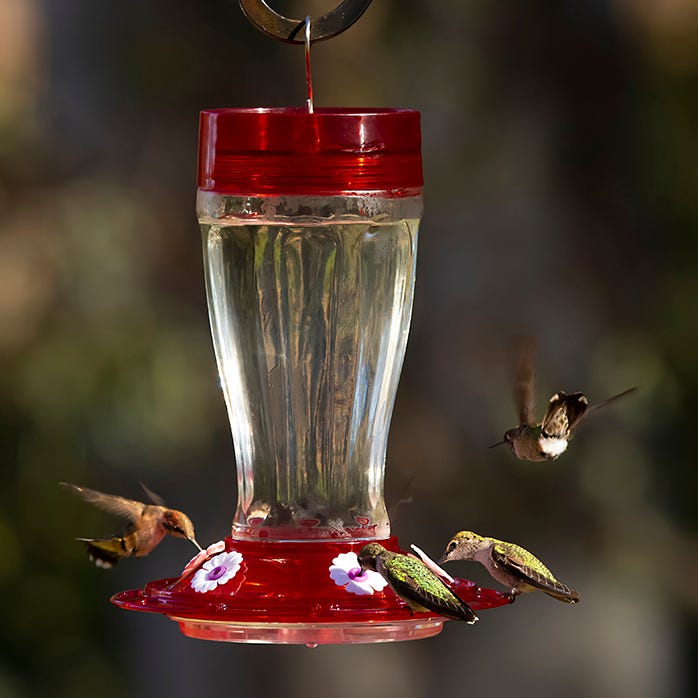 Bird Health + Glass Hummngbird Feeder 40 oz