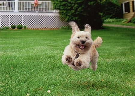 Avanti Birthday Dog Running-202832