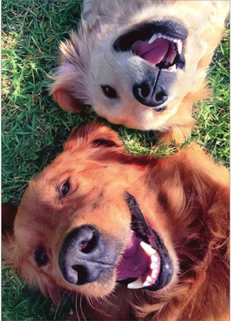 Avanti Happy Dogs Birthday-206305
