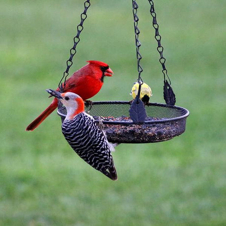 Backyard Essentials Hanging Tray Bird Feeder