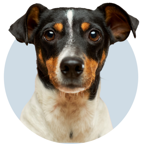 Dog with a black, brown, and white coat on a transparent background