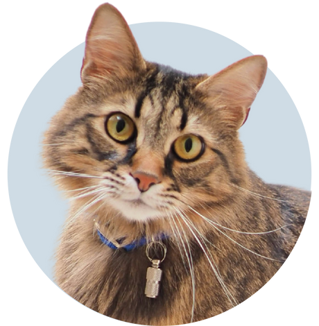 Close-up of a tabby cat with a blue collar and tag on a light blue background