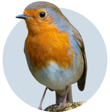Robin bird with orange chest and gray wings on a light gray background