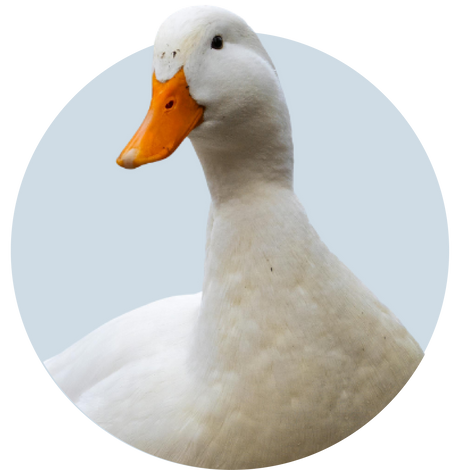 White duck with an orange beak on a light blue background