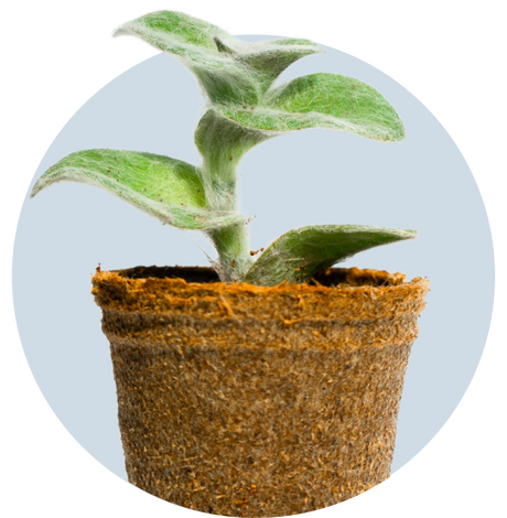 Small potted plant with green leaves on a light blue background