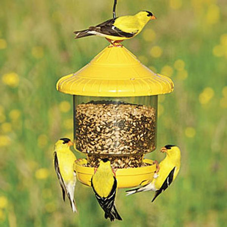 Songbird Essentials Clingers Only Bird Feeder