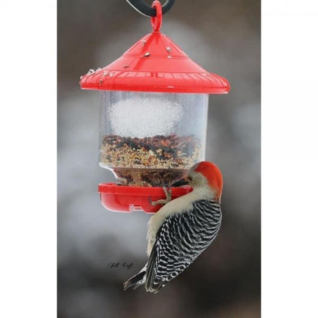 Songbird Essentials Clingers Only Bird Feeder: Red