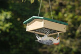 Songbird Essentials Upside Down Suet Feeder