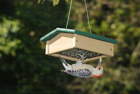 Songbird Essentials Upside Down Suet Feeder