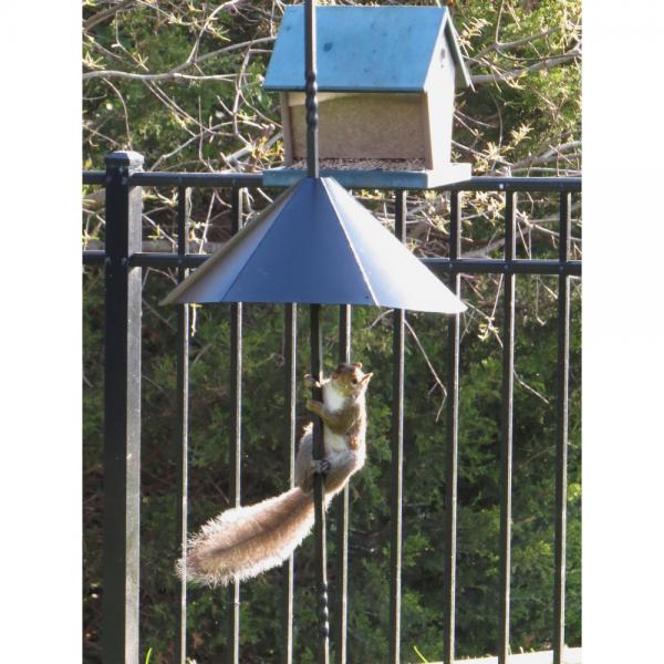Songbird Essentials Squirrel Defeater Snap-on Baffle
