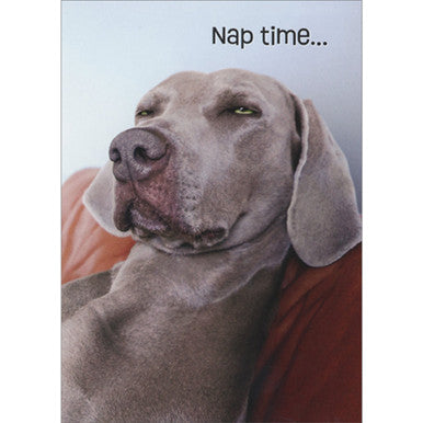 Squinting Nap Time Weimaraner card