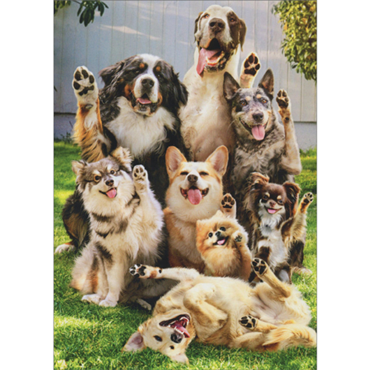 Waving dogs bday card