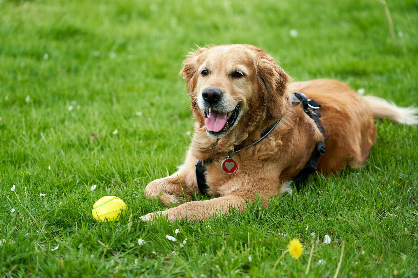 Dog lying on grass with a ball, wearing a harness. Horstman and Sons pet feed and country store