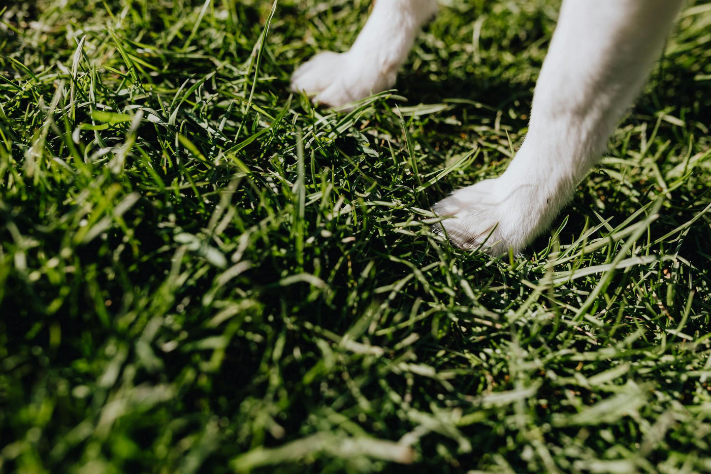 Close-up of a dog's paw on green grass. Horstman & Sons Erie PA